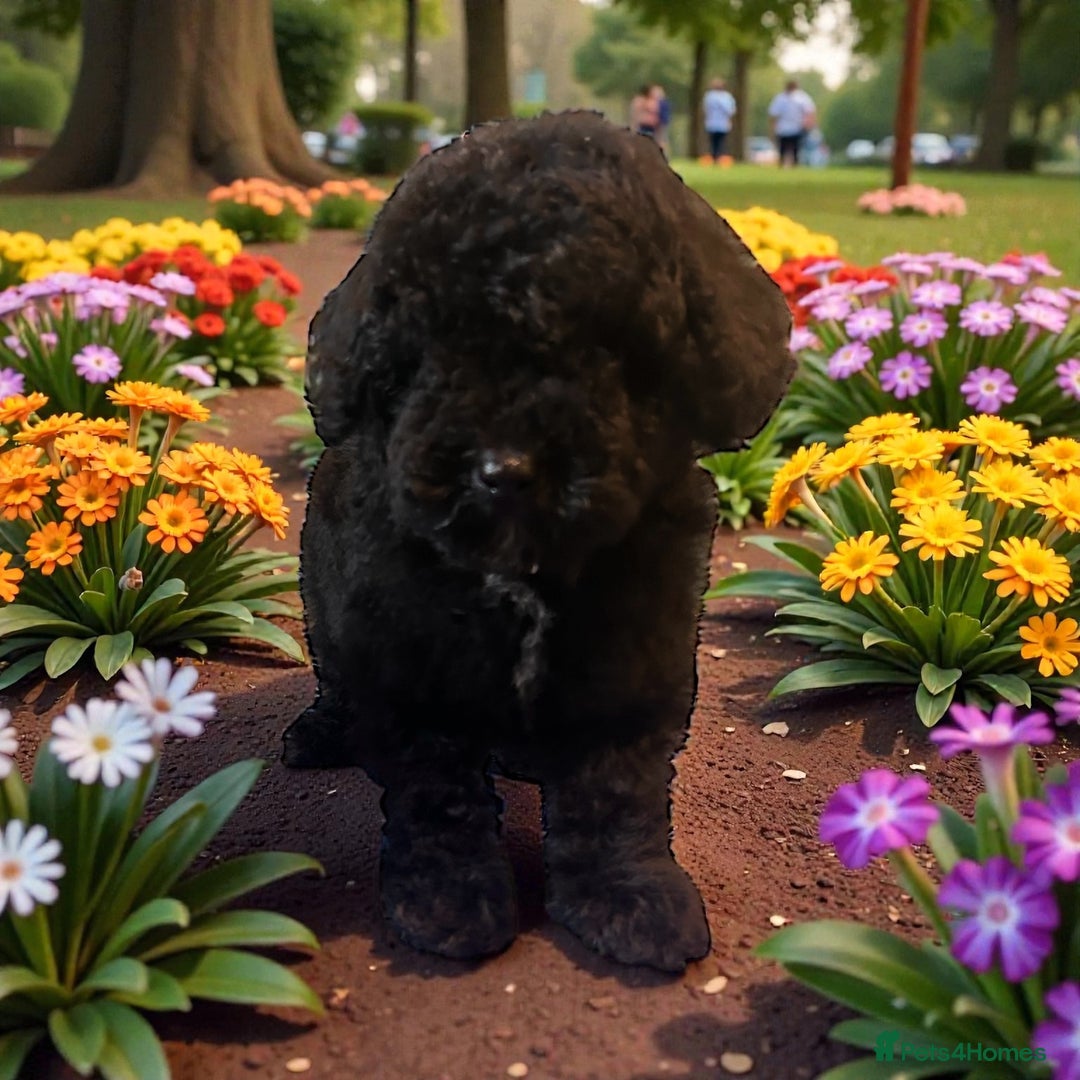 Miniature Poodle dogs for sale: Miniature Poodle Puppies  - Advert 7