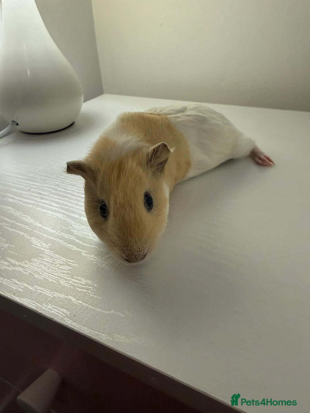 Guinea Pig rodents for sale: Baby guinea pigs  - Advert 3