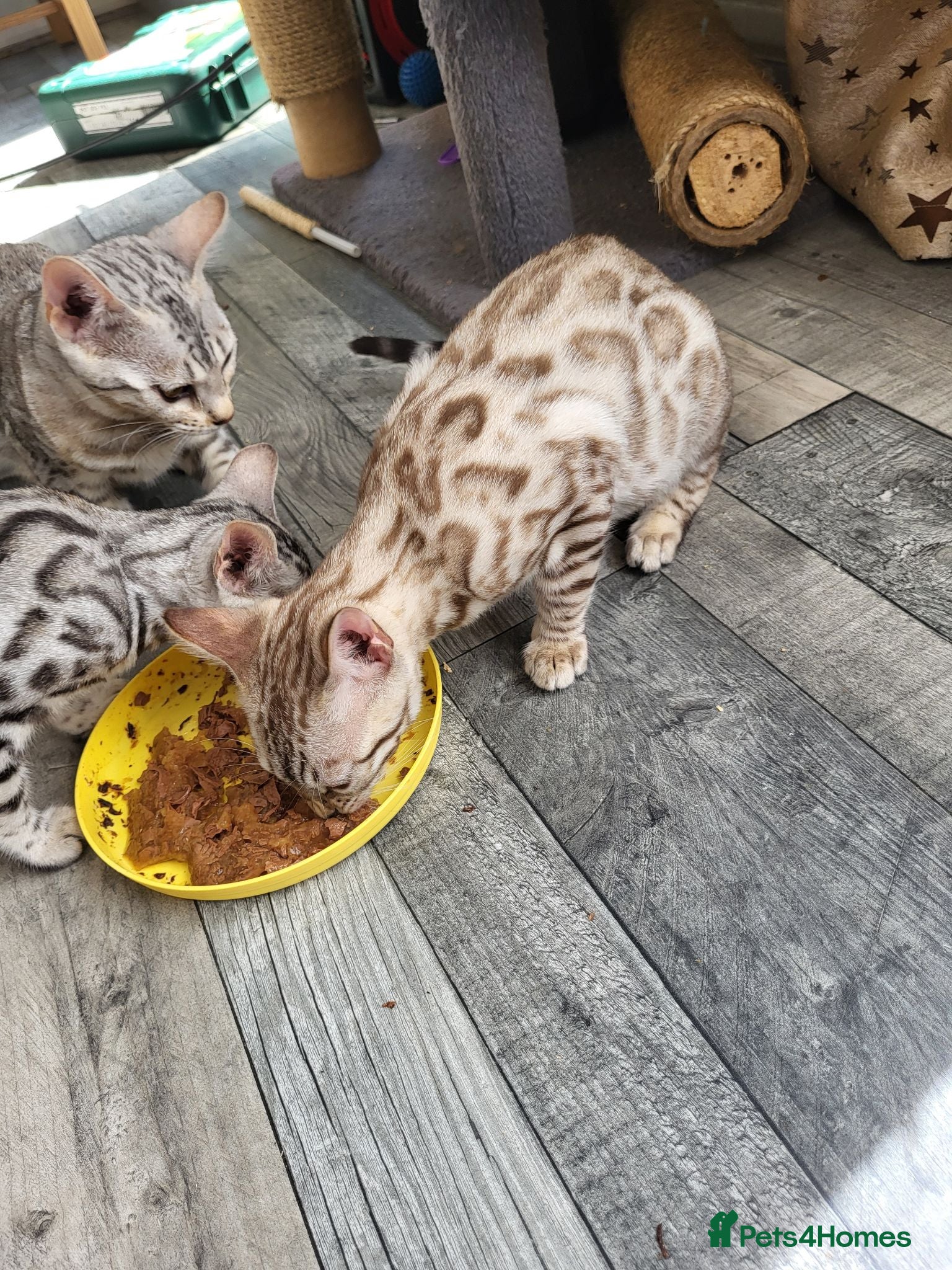 Bengal cats Beautiful 3 bengal kittens girls - Advert 2