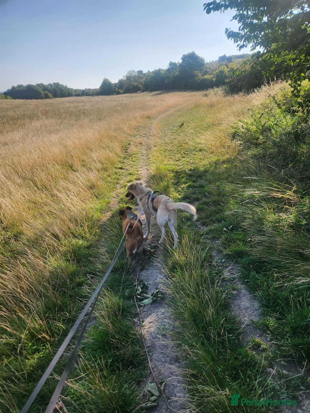 Mixed Breed dogs for adoption: Milo - for adoption - in foster in BEDFORDSHIRE - Image 5