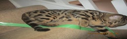 Bengal cats for sale: pedigree male bengals - Advert 18