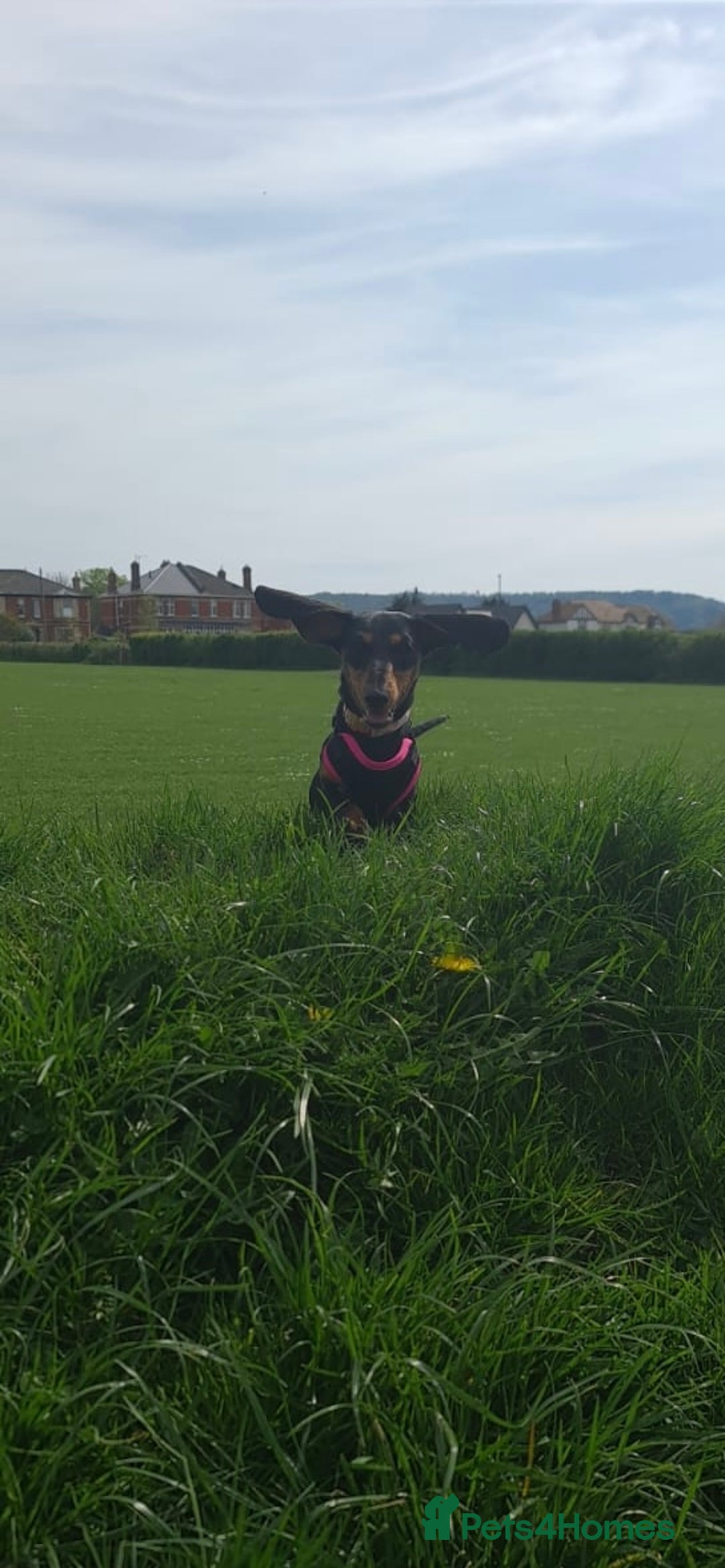 Miniature Dachshund dogs for sale: Miniature Dachshund puppies - Image 17