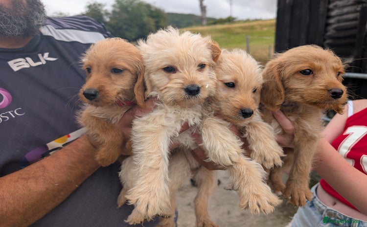 Labradoodle dogs - Advert 3