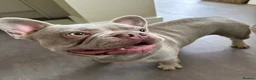 French Bulldog dogs for stud:  Maverick | Pedigree Frenchie Stud in Beverley - Advert 1