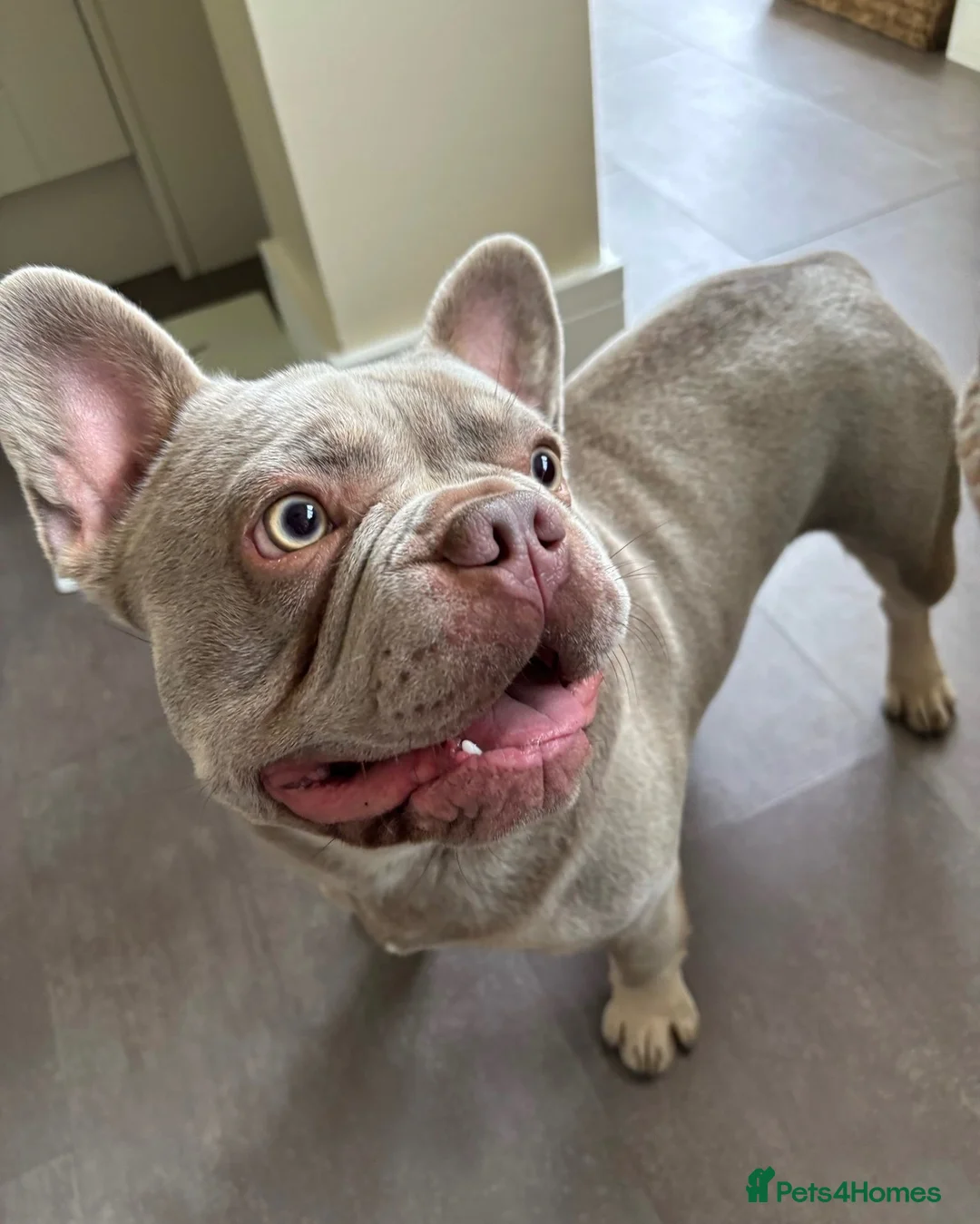 French Bulldog dogs for stud:  Maverick | Pedigree Frenchie Stud in Beverley - Advert 1