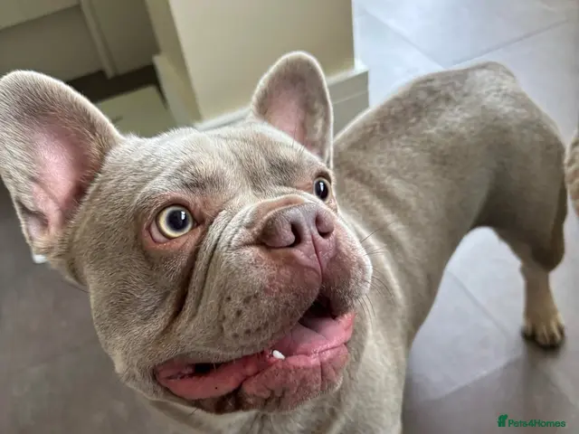 French Bulldog dogs for stud: Maverick | Pedigree Frenchie Stud - Advert 1