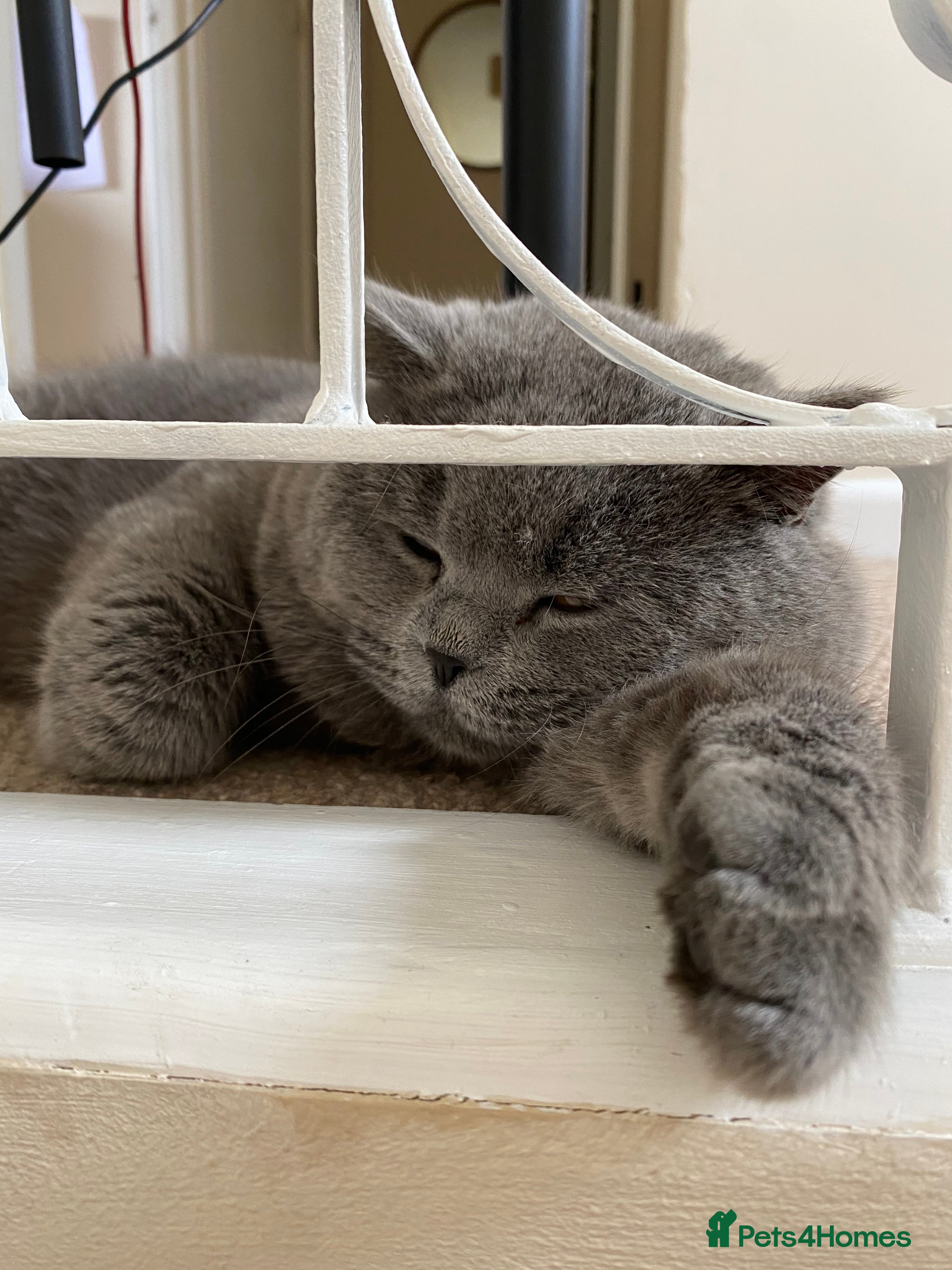 British Shorthair cats British Shorthair Fluffy Stud  in Colchester - Advert 2