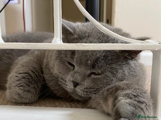 British Shorthair cats in Colchester - Advert 11