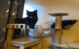 British Longhair cats for sale: 3 kittens for sale, preferably together - Image 9