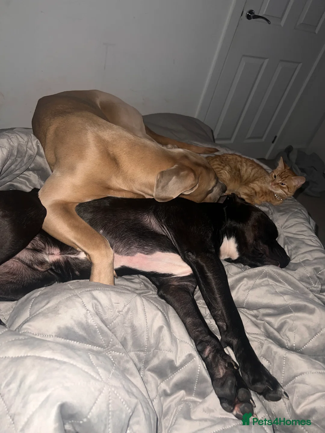 Mixed Breed dogs for sale: 1 year old Cane corso  - Advert 3