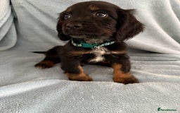 Cocker Spaniel dogs for sale: Ready to leave! 7 beautiful cocker spaniel pups in Hornchurch - Image 7