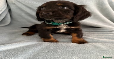 Cocker Spaniel dogs in Hornchurch - Advert 2