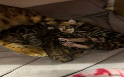 Bengal cats for sale: Bengal kittens  - Image 7