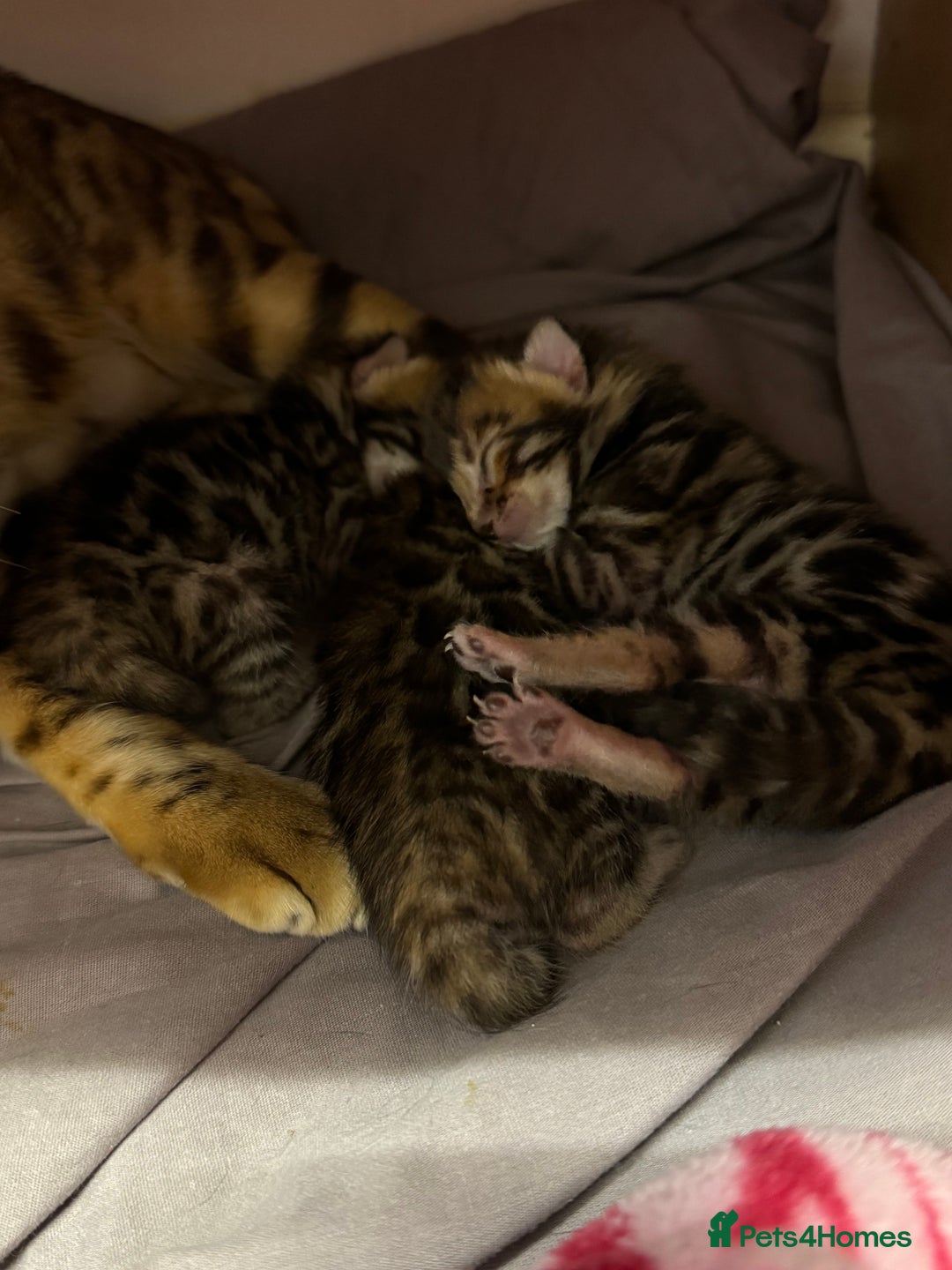 Bengal cats for sale: Bengal kittens  - Image 7