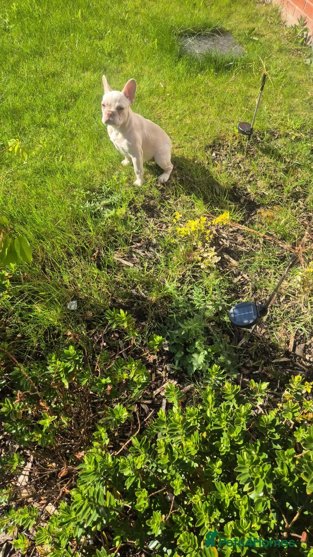 French Bulldog dogs for sale: Last female left French Bulldog Puppies  - Advert 6