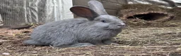 Continental Giant rabbits for sale: Continental Gaint baby rare colour  - Advert 3