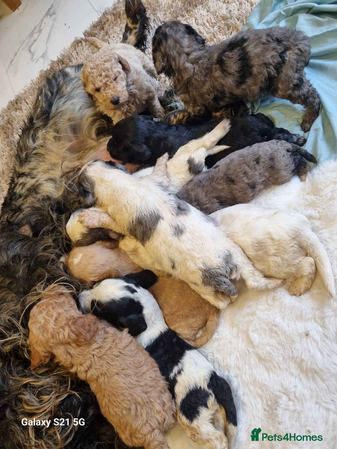 Cockapoo dogs for sale: Cockapoos - Image 6