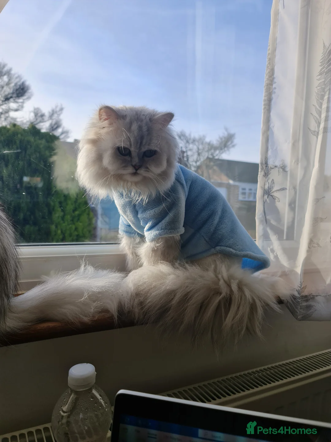 Persian cats for stud: Stunning Persian Silvertip Chinchilla for Stud in Bedford - Advert 4