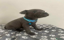 Staffordshire Bull Terrier dogs for sale: Rein X Pharron Bullsaff puppies/1 left due 2 mess - Image 8