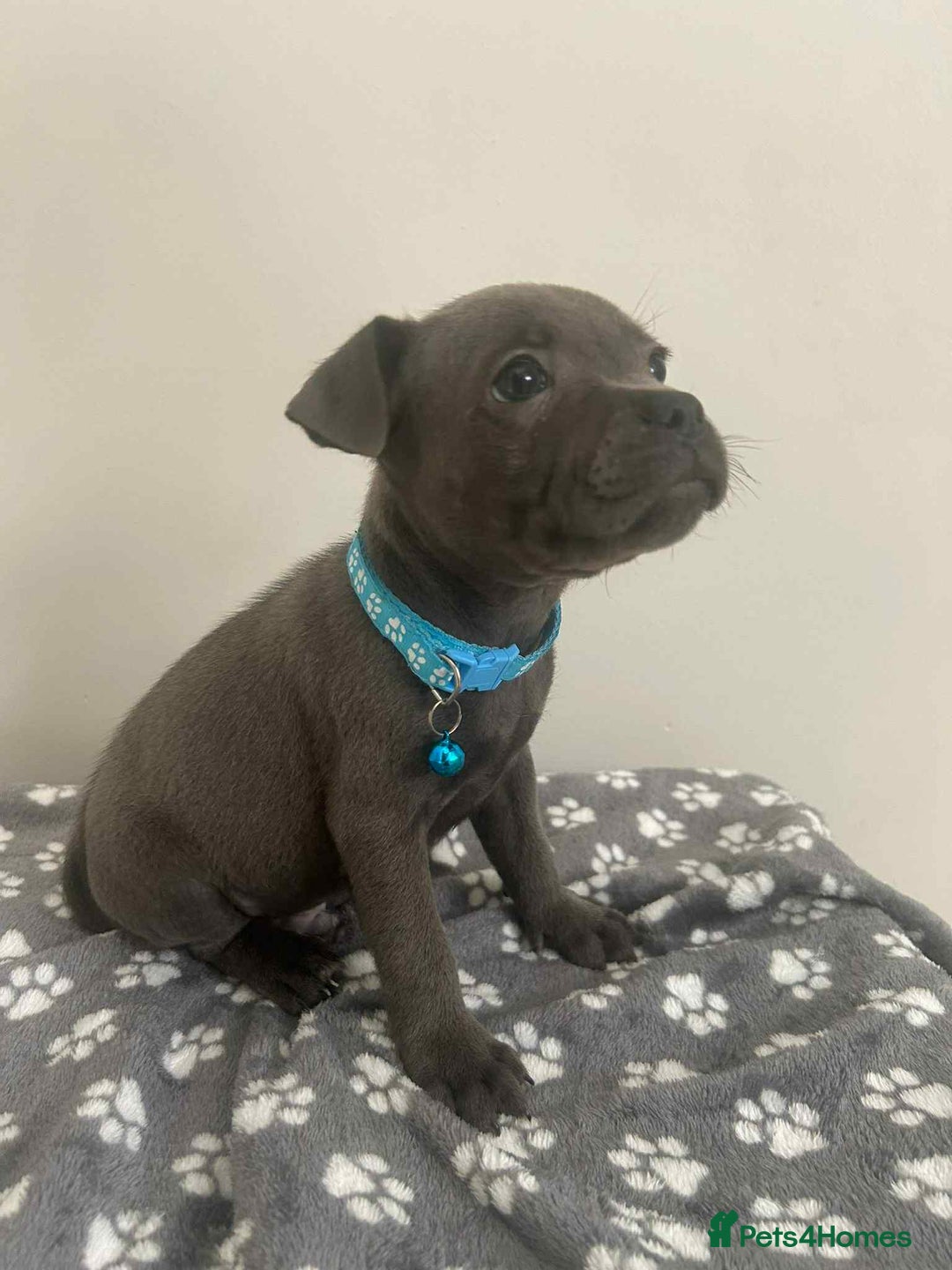 Staffordshire Bull Terrier dogs for sale: Rein X Pharron Bullsaff puppies/1 left due 2 mess - Image 8