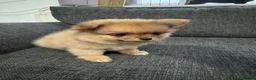 Pomchi dogs for sale: 3 beautiful pomchi puppy’s  in Crawley - Advert 3