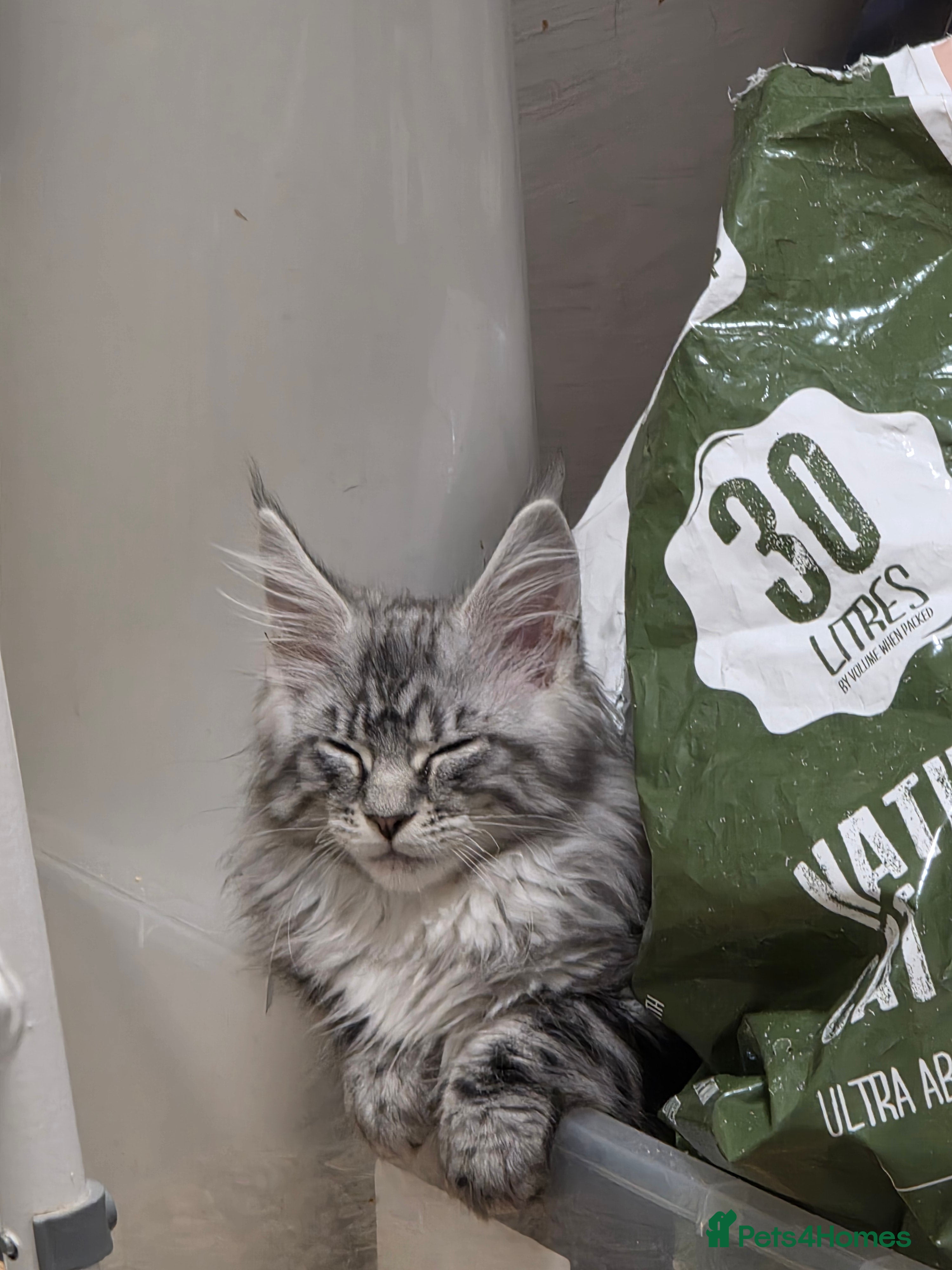 Maine Coon cats Beautiful maine coon boys  - Advert 6