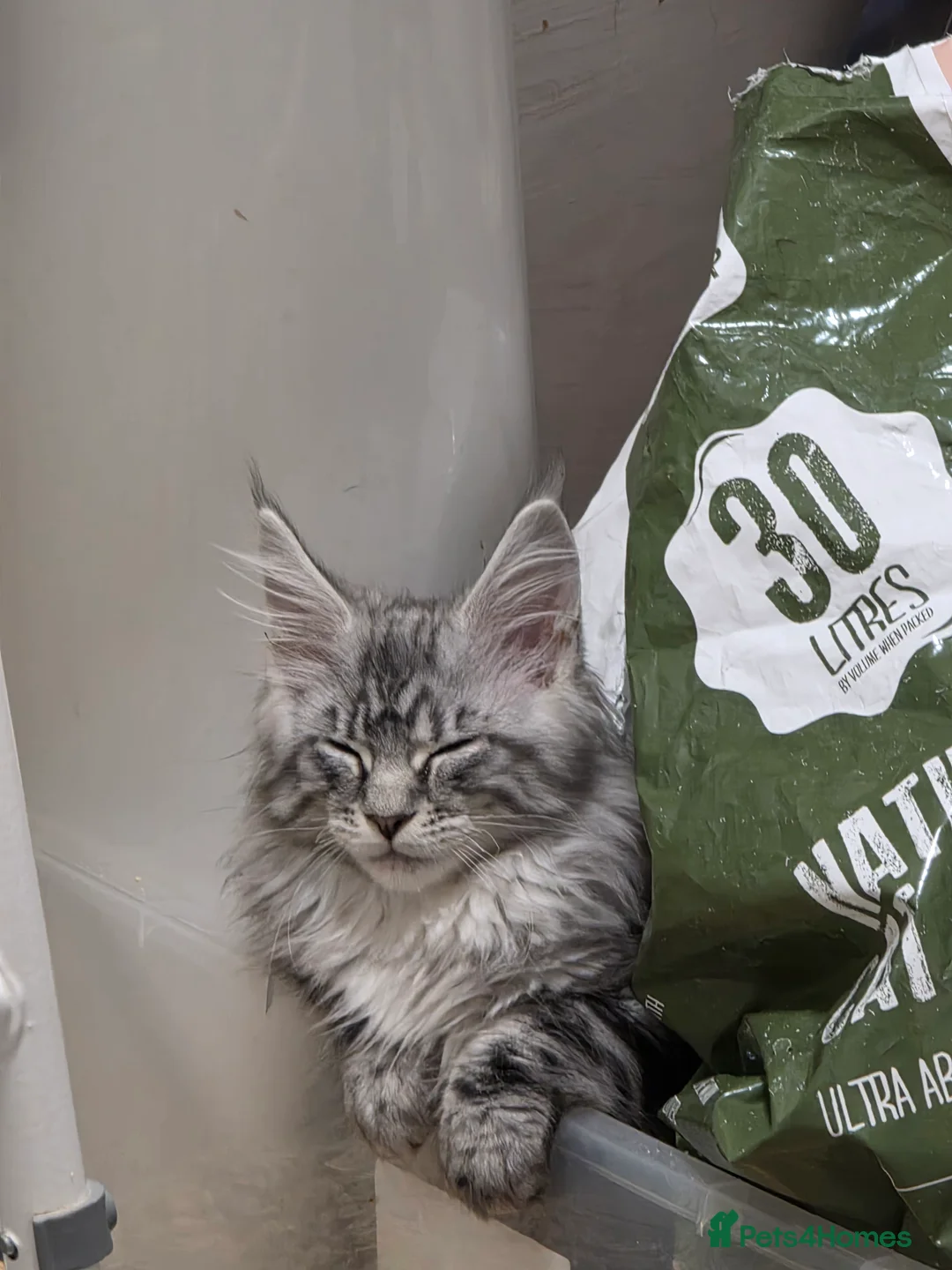 Maine Coon cats for sale: Beautiful maine coon boys  - Advert 1