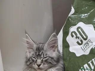 Maine Coon cats Beautiful maine coon boys - Advert 2