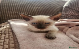 Siamese cats for sale: Traditional Siamese kittens - Image 4