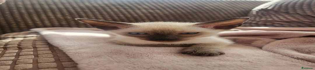 Siamese Kitten Blue Collar