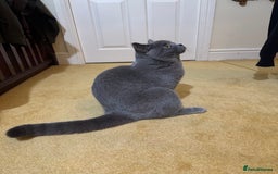 British Shorthair cats for sale: British short hair for sale  - Image 5