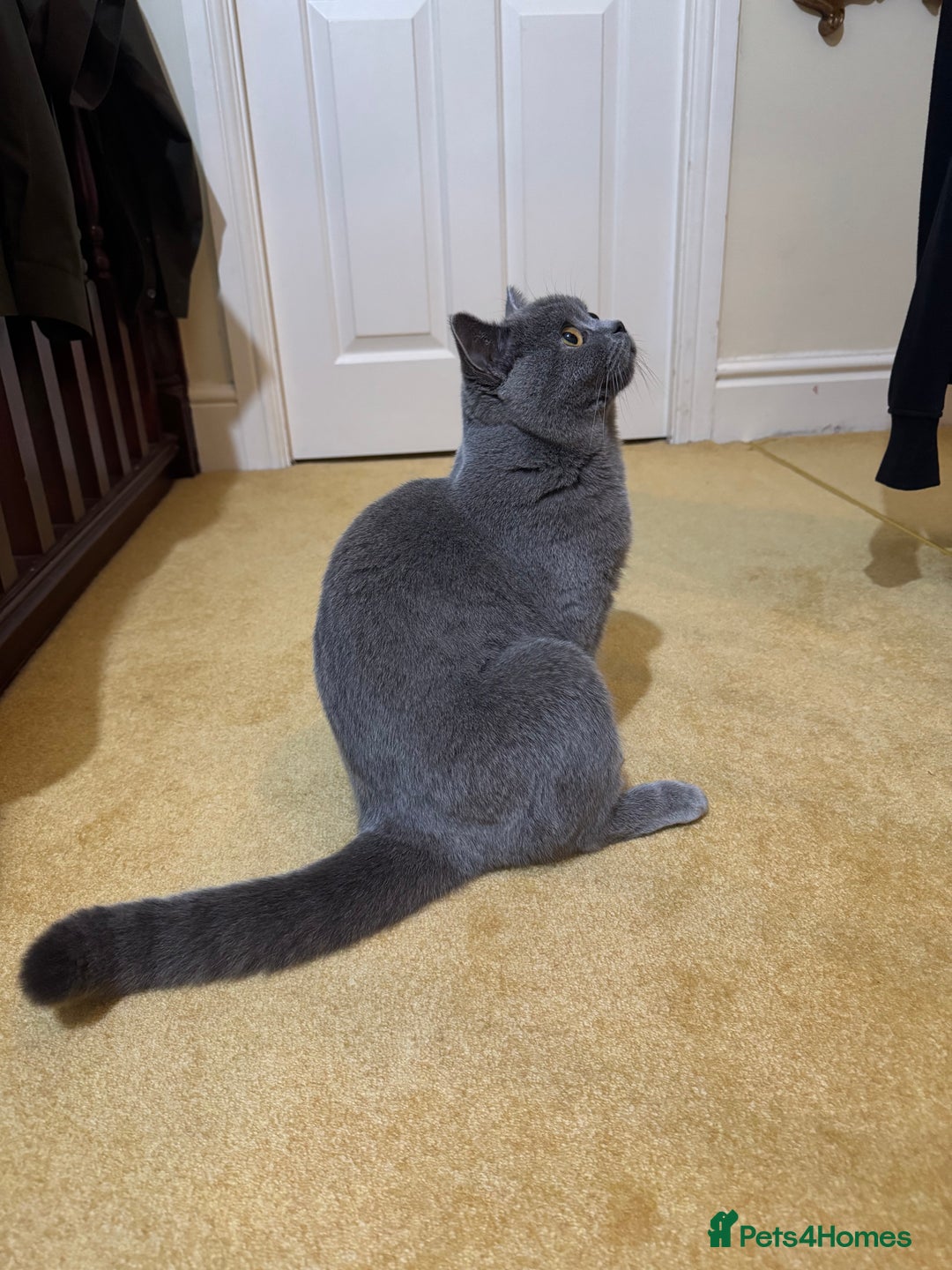 British Shorthair cats for sale: British short hair for sale  - Image 5
