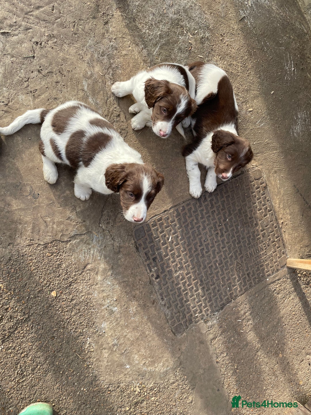 English Springer Spaniel dogs for sale: Gorgeous springer spaniel puppies  - Advert 1