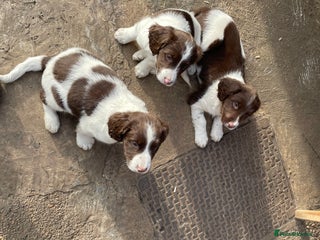 English Springer Spaniel dogs Gorgeous springer spaniel puppies - Advert 1