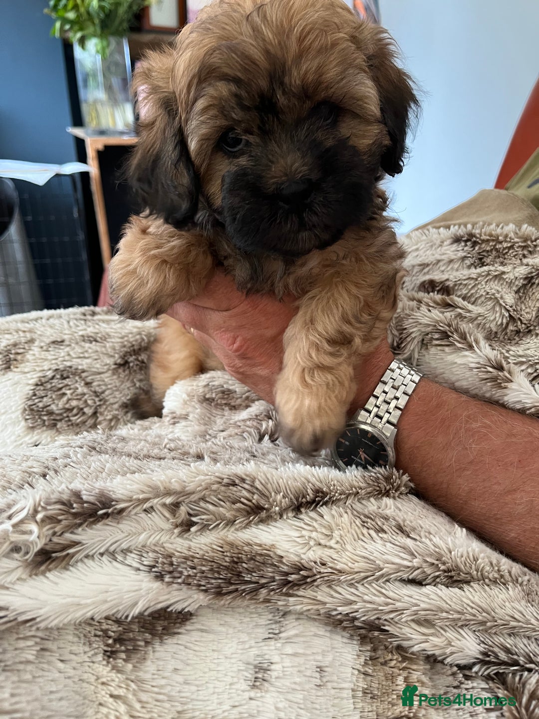 Shihpoo dogs for sale: Beautiful Shihpoo puppies  - Image 5