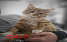 Mixed Breed cats for sale: Beautiful 10 week old kittens  - Advert 1