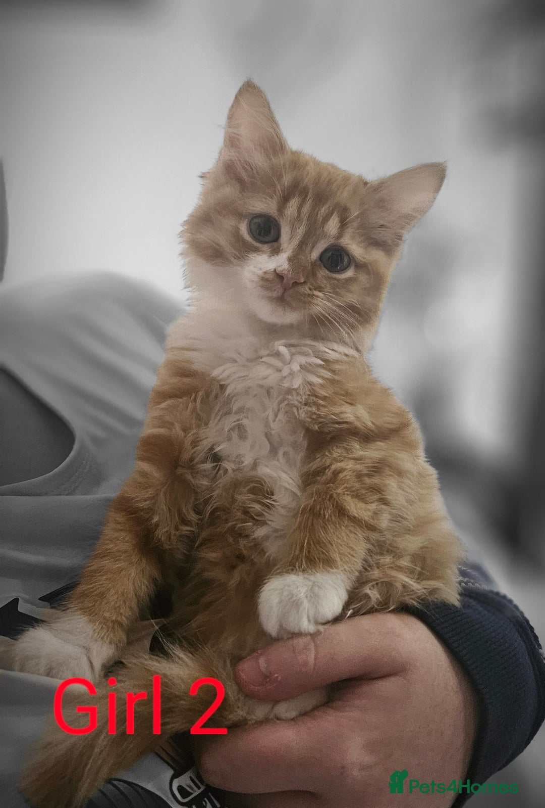 Mixed Breed cats for sale: Beautiful 10 week old kittens  - Advert 1