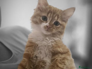 Mixed Breed cats Beautiful 10 week old kittens - Advert 1