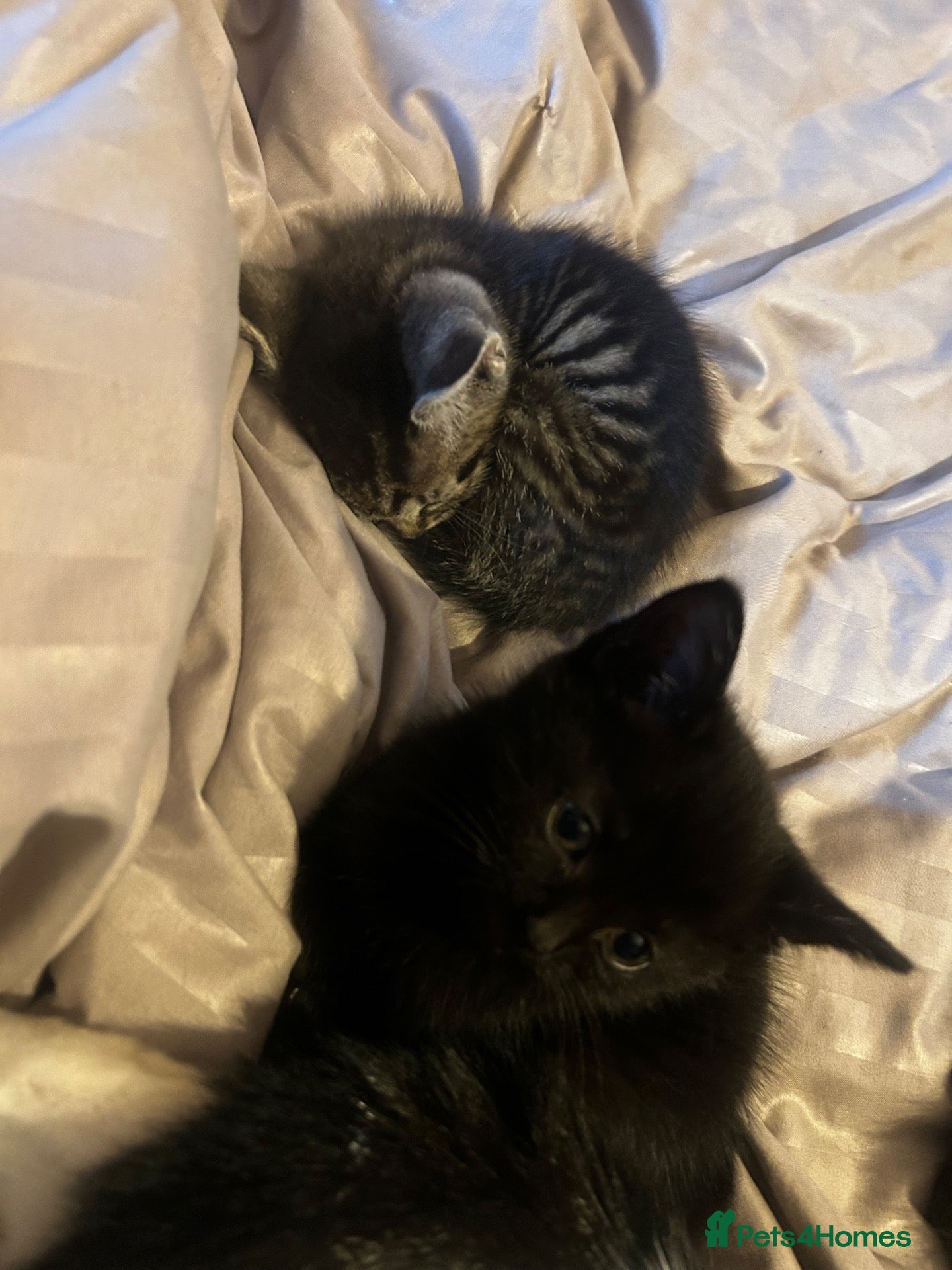 Mixed Breed cats 3 black kittens for sale - Advert 2