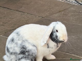 English Lop rabbits for sale: Flip Male Lop Kind, Loyal, Caring - Advert 1