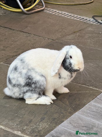 English Lop rabbits Flip Male Lop Kind, Loyal, Caring - Advert 1