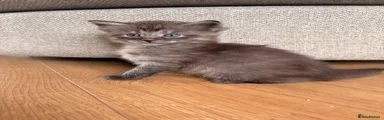 Grey boy