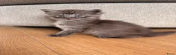 Maine Coon cats for sale: Maine coon x BSH Fluffy boys - Advert 15