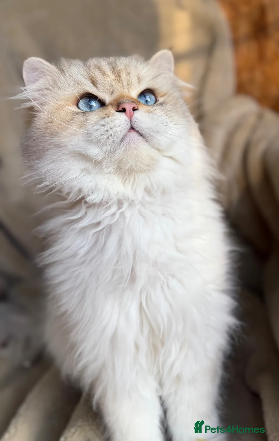 British Longhair cats for sale: British LH/ shorthair golden point kittens GCCF  - Advert 19