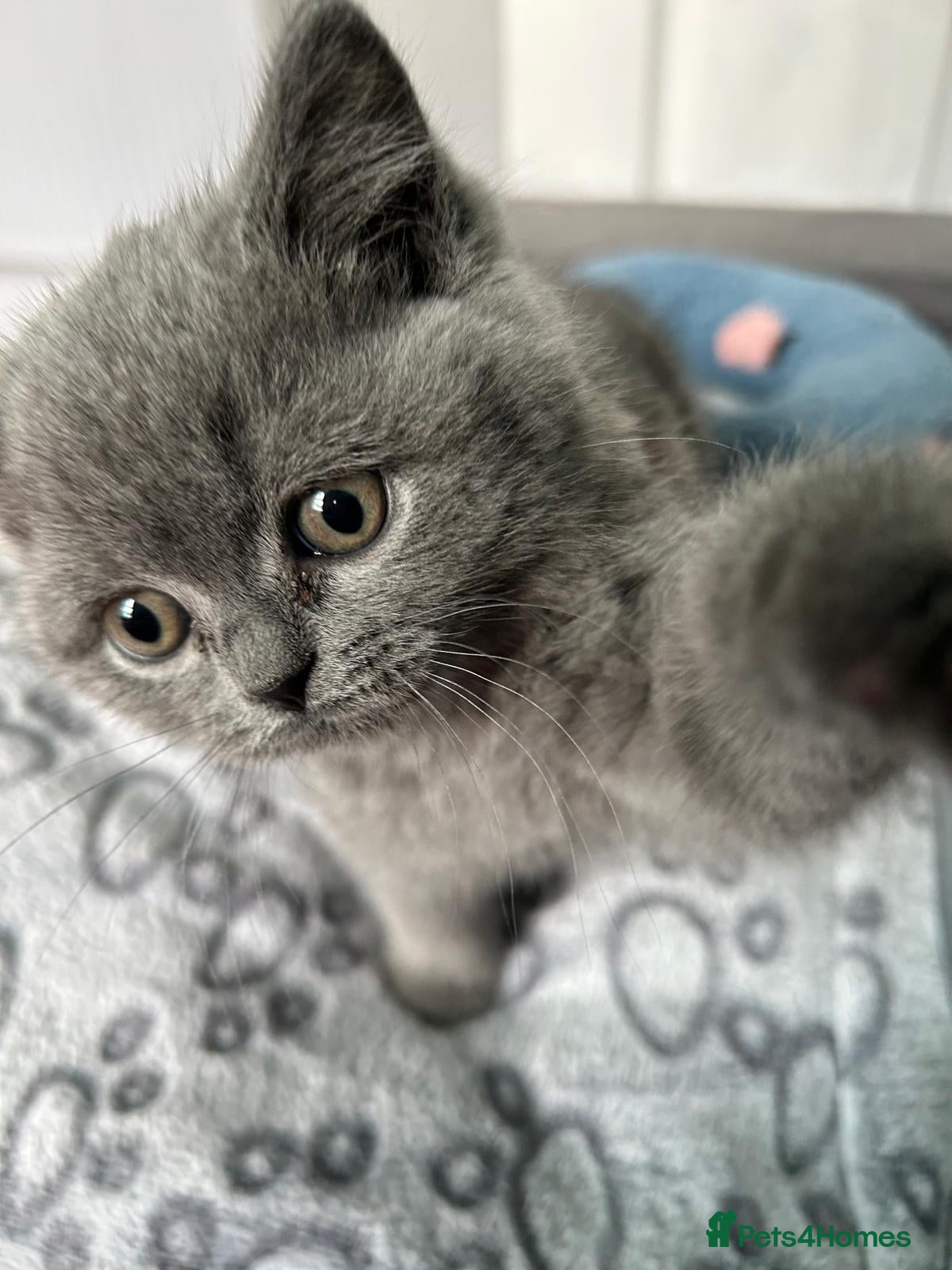 British Shorthair cats for sale: Beautiful British short hair kittens indoor homes  - Advert 1