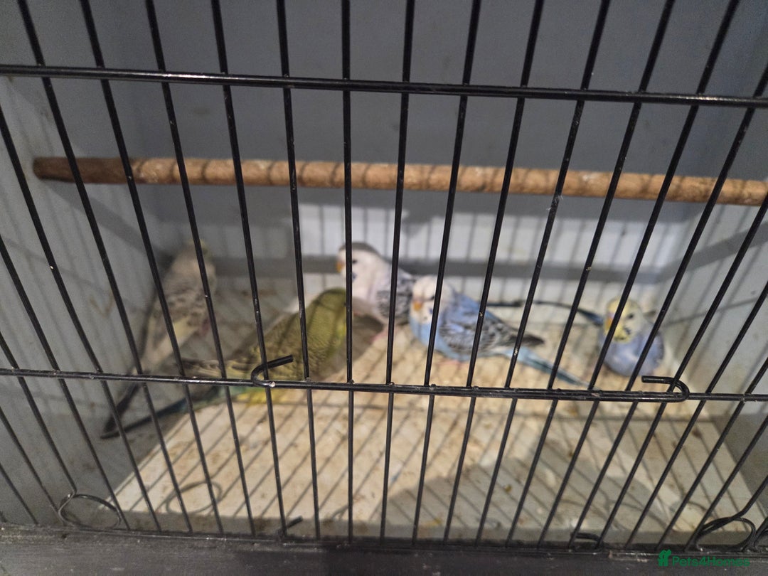 Budgerigars birds for sale:  budgies for sale - Advert 7