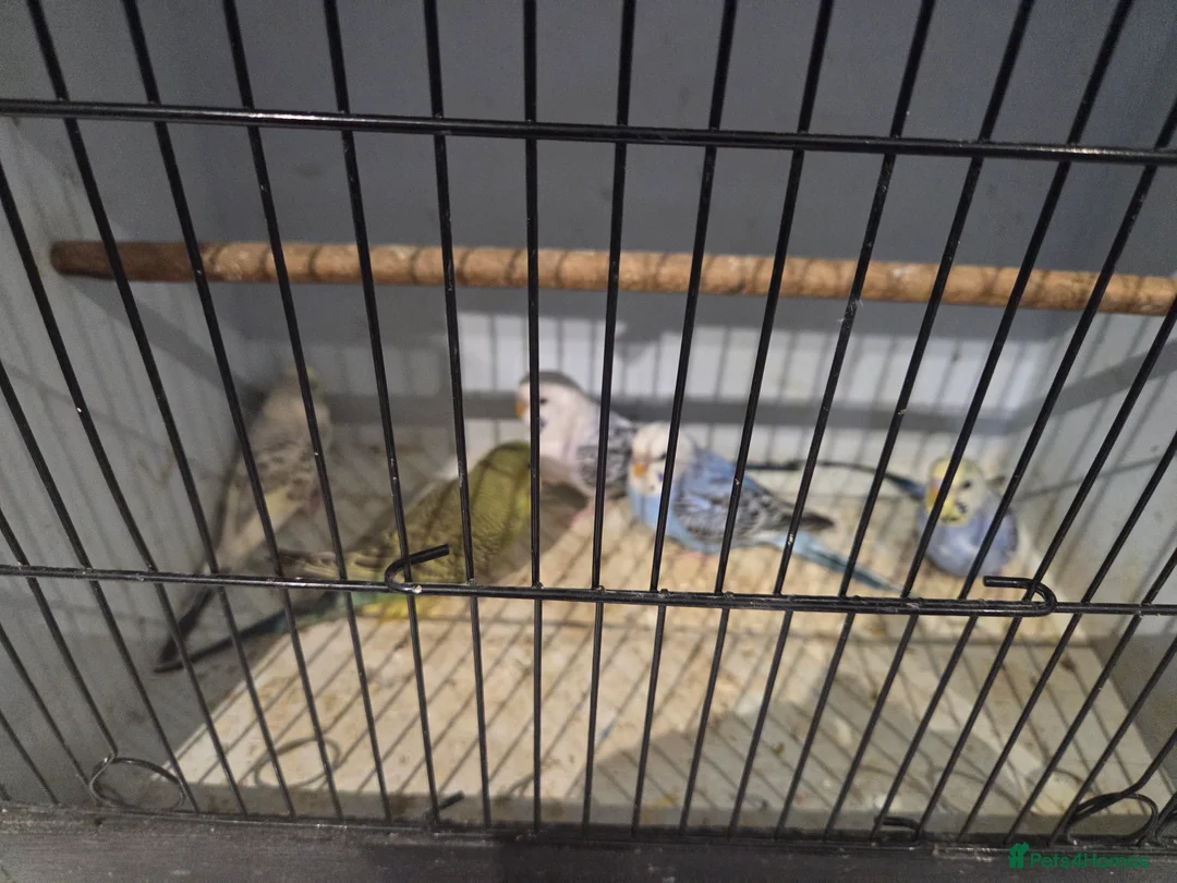 Budgerigars birds for sale:  budgies for sale - Advert 15