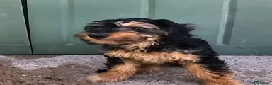 Cockapoo 1