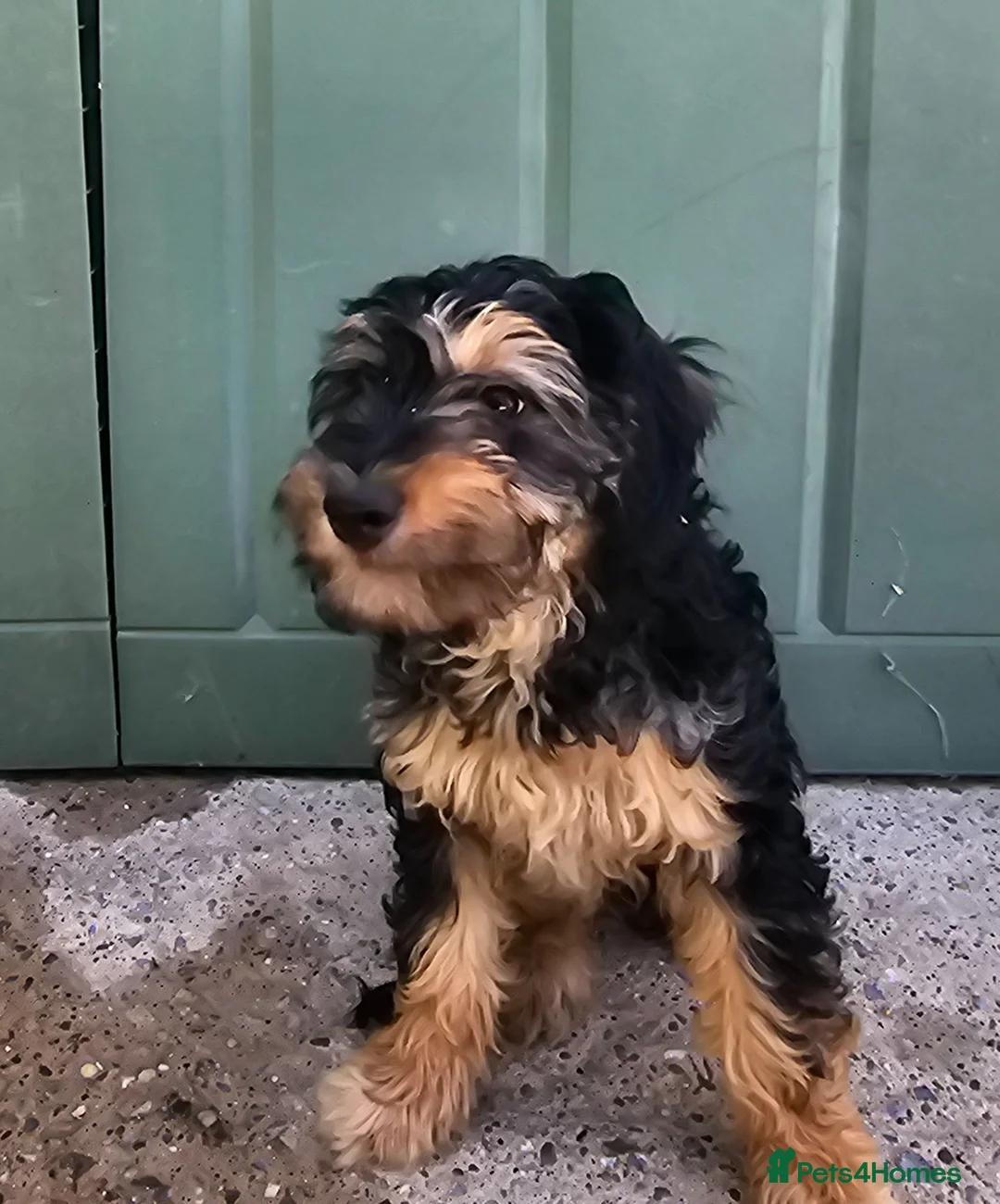 Cockapoo dogs for sale: F1 cockapoo puppies  - Advert 1