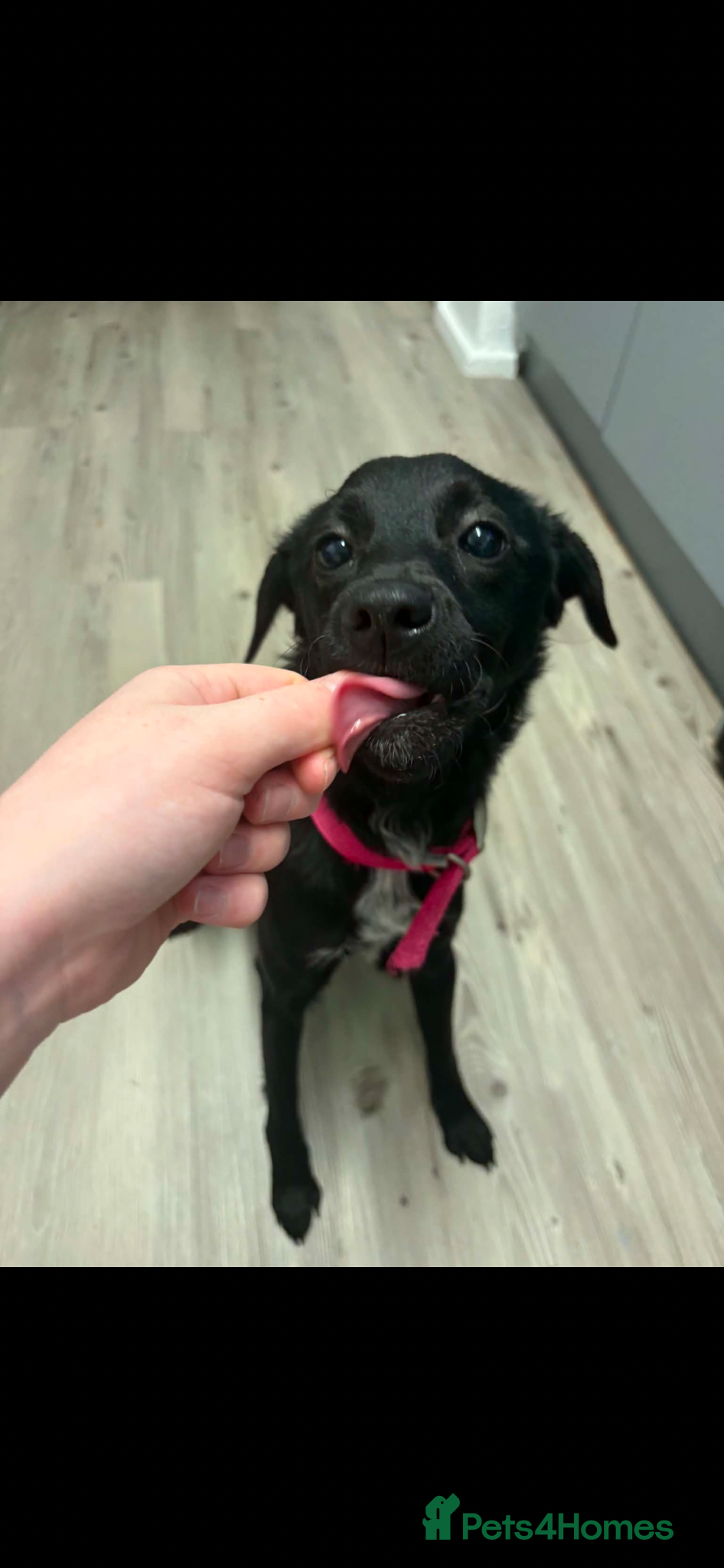 Patterjack dogs Stella  - Advert 1